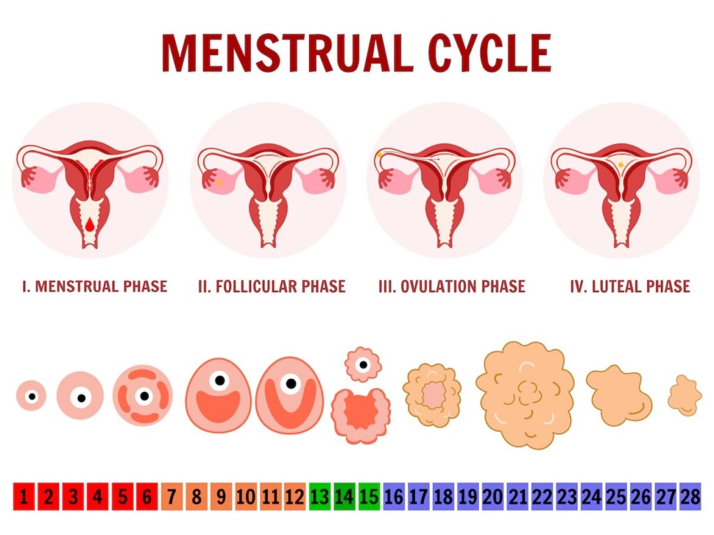 nutrizione e ciclo mestruale-min